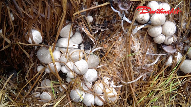Tận dụng rơm rạ sau thu hoạch lúa, nông dân tăng thêm thu nhập